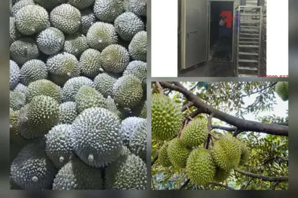 sau-rieng-dong-lanh (5) Sầu Riêng Đông Lạnh Xuất Khẩu