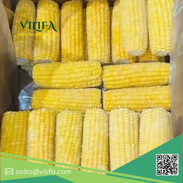 bắp ngọt đông lạnh