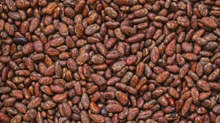 cacao contract manufacturing