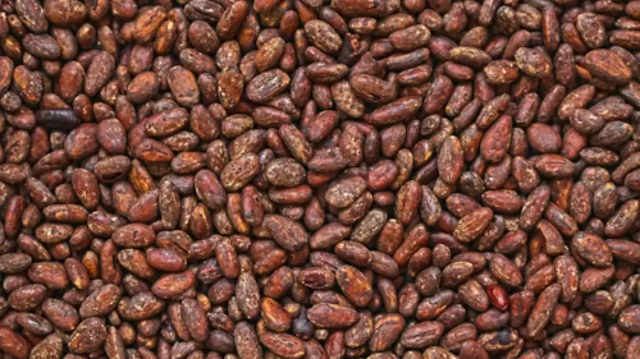 cacao contract manufacturing