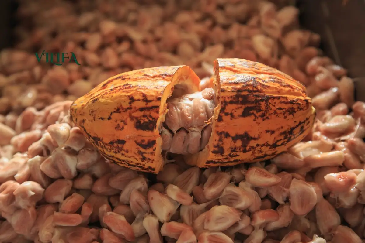 Cacao Nibs Và Hạt Cacao Rang
