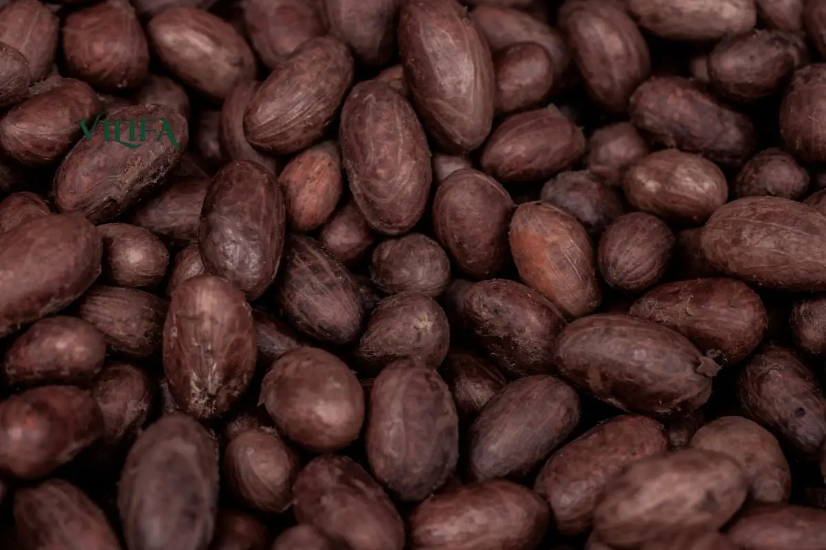 Cacao Nibs Và Hạt Cacao Rang