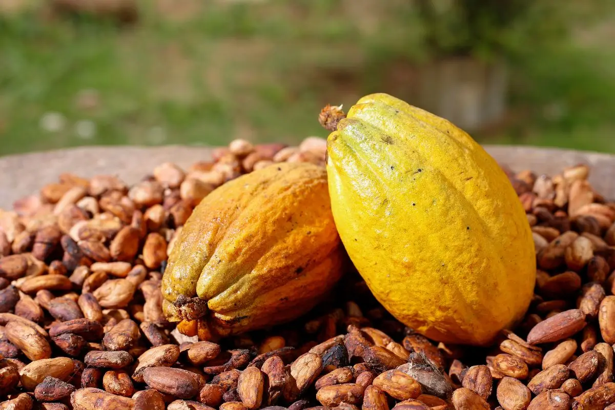 Cacao Nibs Và Hạt Cacao Rang