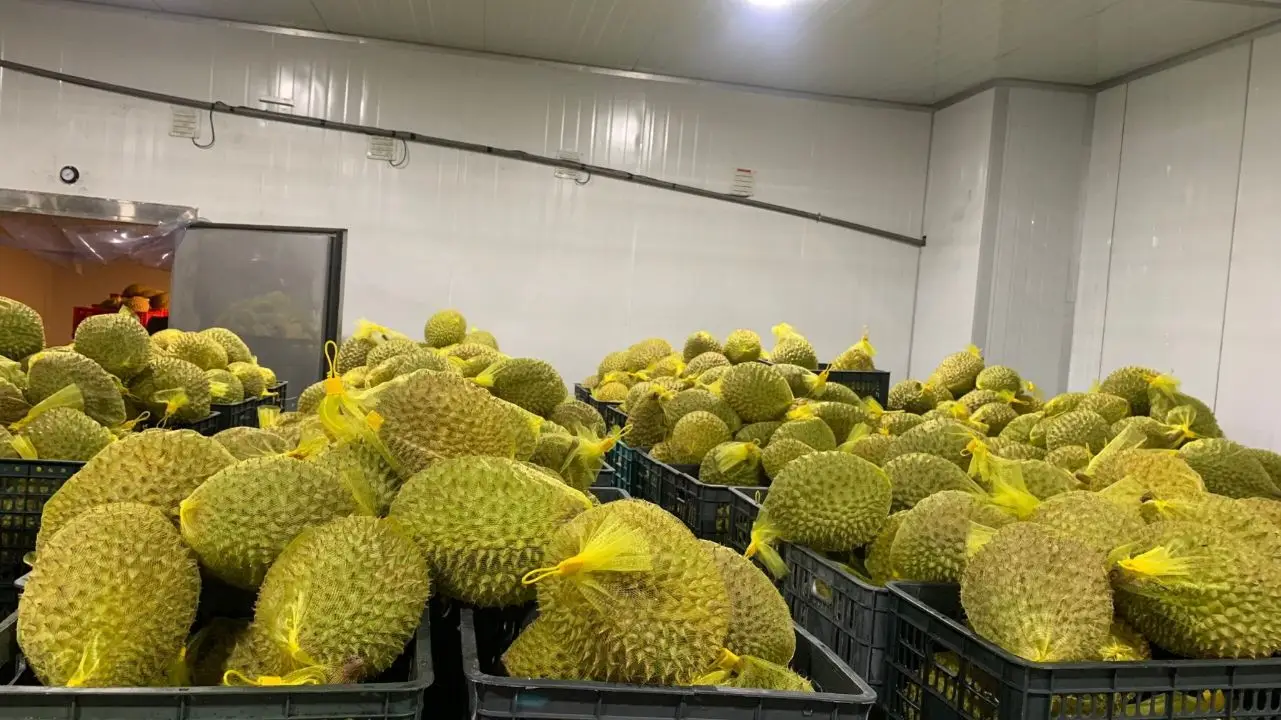 Quick-Frozen Durian